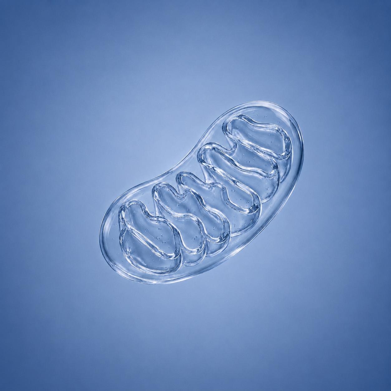 Glass render of a mitochondrion, representing the expansion of the CellVive platform across cellular energy and cellular health